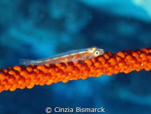 Common ghostgoby on whip coral
Pleurosycia mossambica by Cinzia Bismarck 